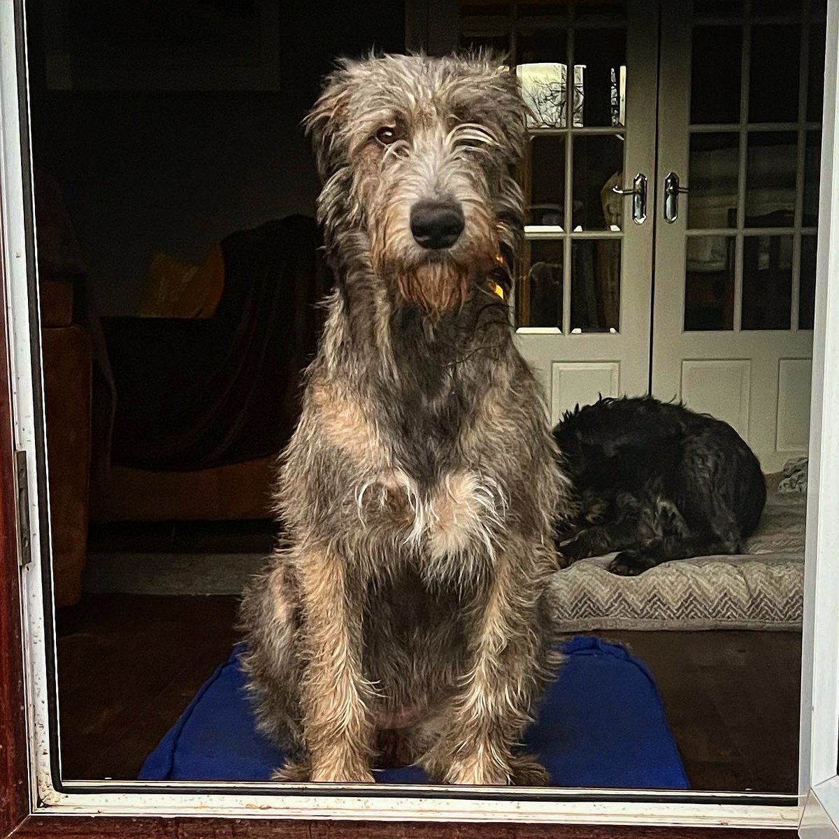 Wolvebrigg Irish Wolfhounds tweet media