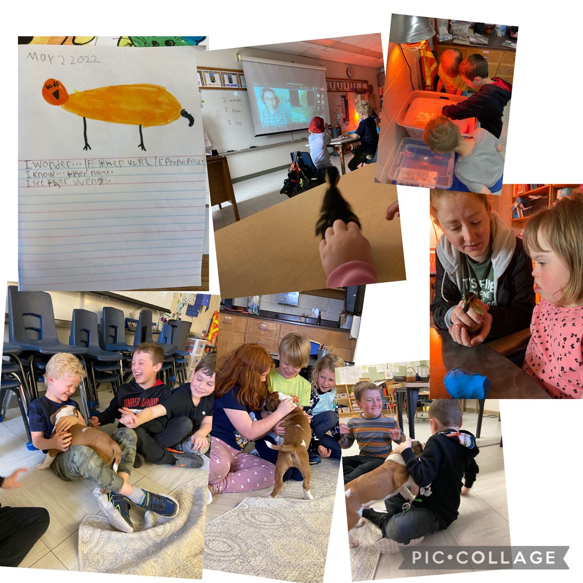 Celebrating new life to begin Catholic Education week! Ducklings and puppies 💗 <a href="/alcdsb_olmc/">Our Lady Mt Carmel</a>