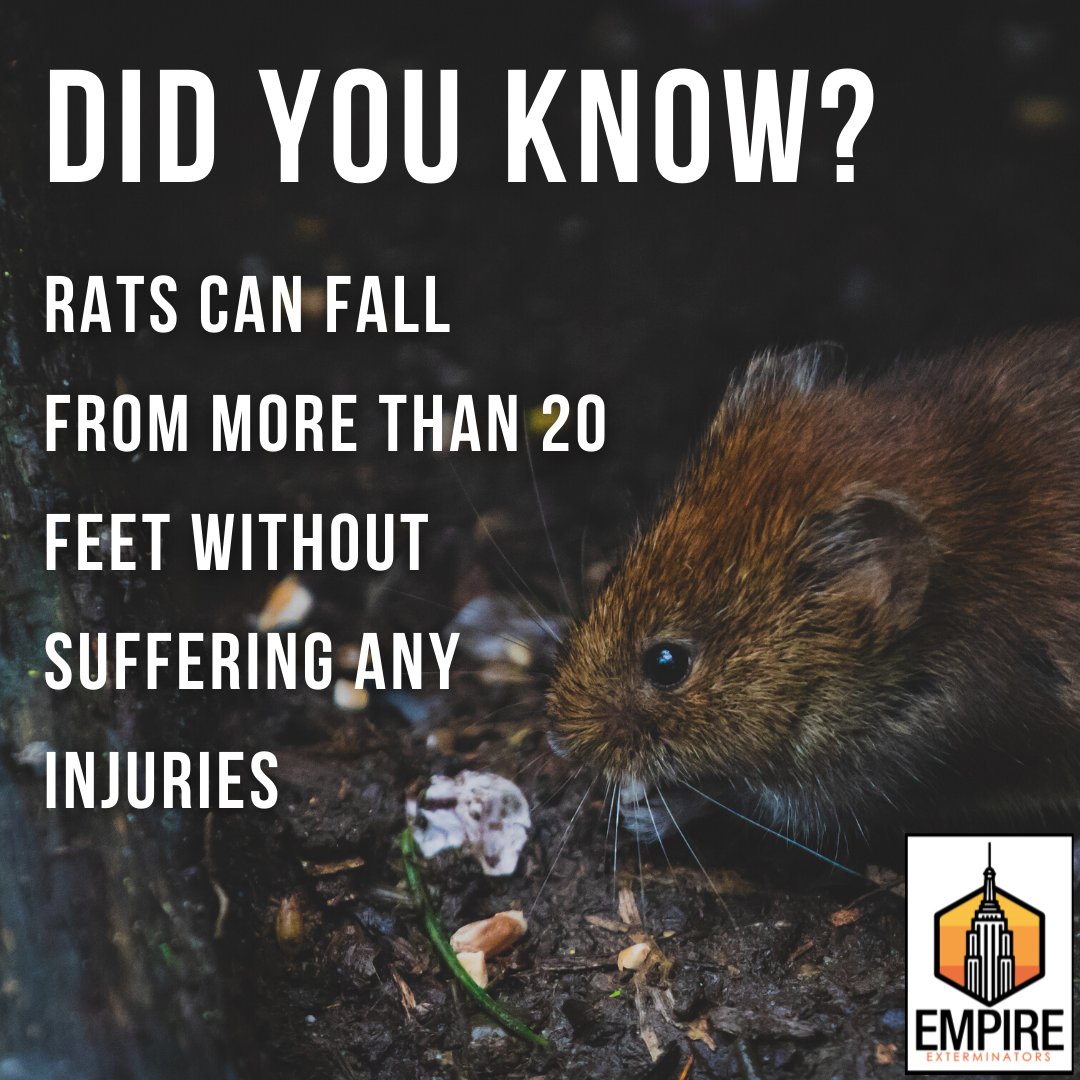 EmpireExt's tweet photo. They can survive days without food and can eat anything from clothes to wood.
Getting rid of rats requires skill, otherwise they can breed and become an infestation in a few months.
Call 917-939-9300 for a free consultation!
#pestcontrol #NYCpestcontrol #brooklynpestcontrol https://t.co/Gj8WFHeIqy