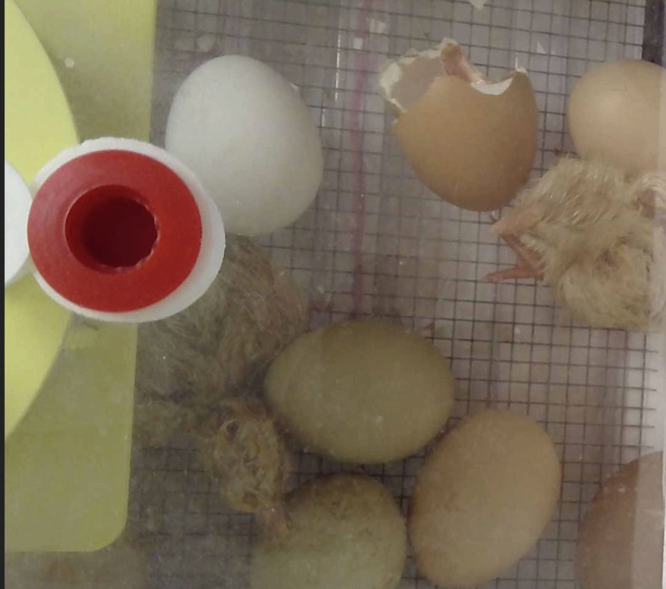 sbsdCCSTREAM's tweet image. Two chicks in the incubator &amp;amp; two in the brooder. We are on our way to a bevy of spring chickens. #sbsdedu #sbsdstream #ccsbsd