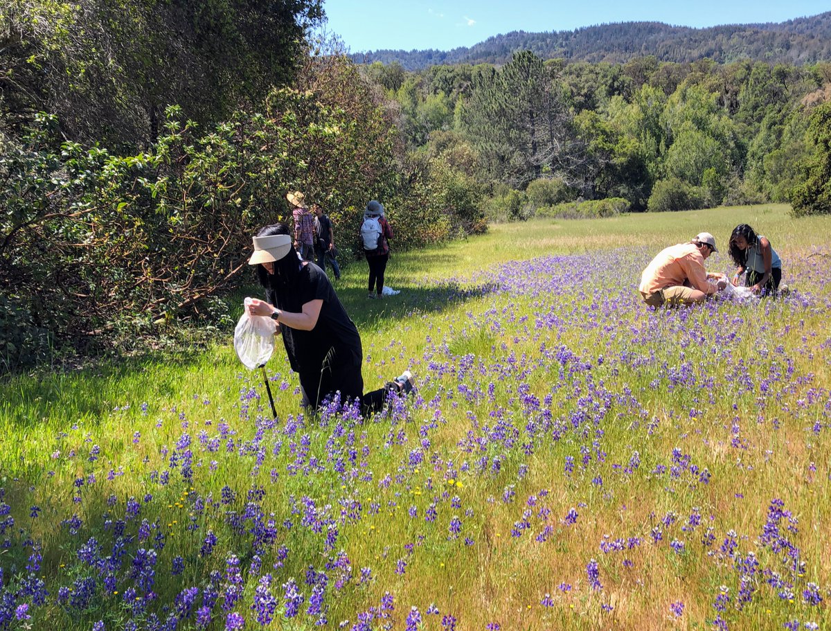 CABumbleBees's tweet photo. Fun times in northern #california last week. Thanks to @_filoli and Mendocino Coast Botanical Gardens for hosting #californiabumblebeeatlas volunteers as we learn to catch, photo, and release #bumblebees! @xercessociety @CaliforniaDFW https://t.co/XLhRxFaAZS