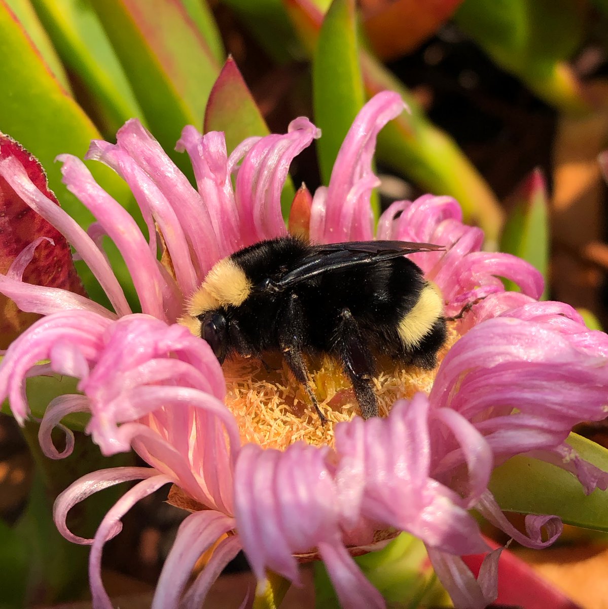 Fun times in northern #california last week. Thanks to <a href="/_filoli/">Filoli</a> and Mendocino Coast Botanical Gardens for hosting #californiabumblebeeatlas volunteers as we learn to catch, photo, and release #bumblebees! <a href="/xercessociety/">The Xerces Society</a> <a href="/CaliforniaDFW/">California Department of Fish and Wildlife</a>
