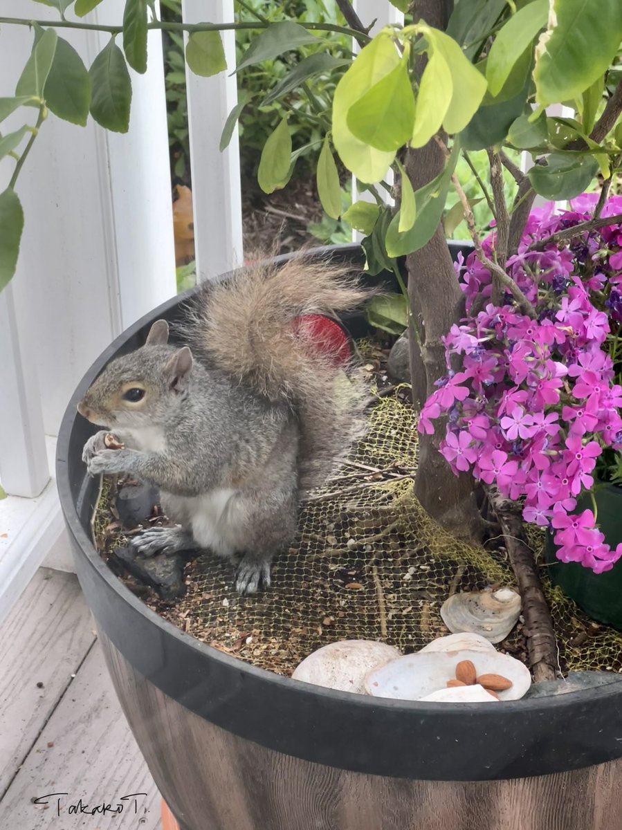 Такако ⓥ🌱🐀🐁 tweet media