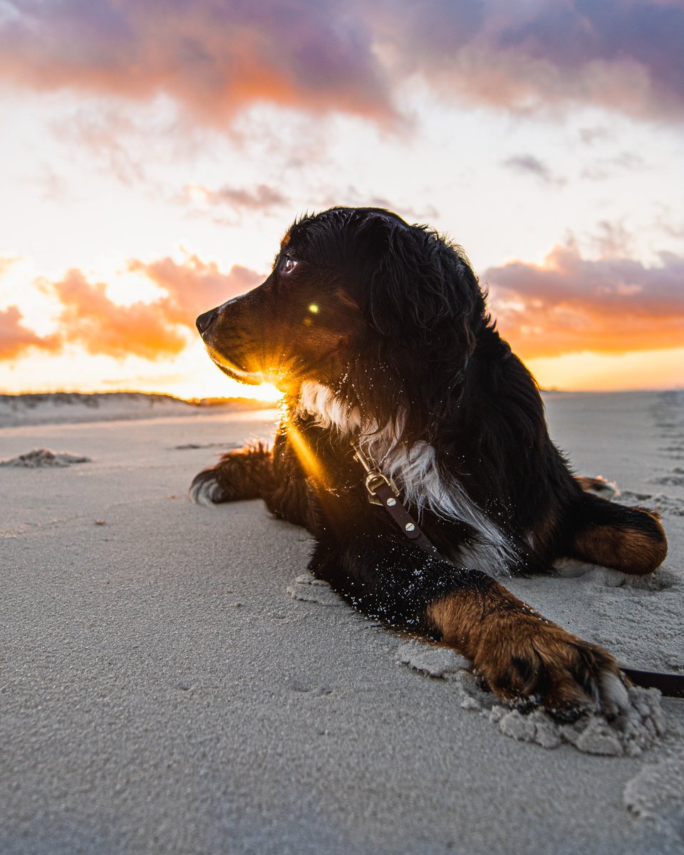 I’ll always be the person that gets excited when the sky turns pretty colors ☀️

#dogsoftwitter #photooftheday
