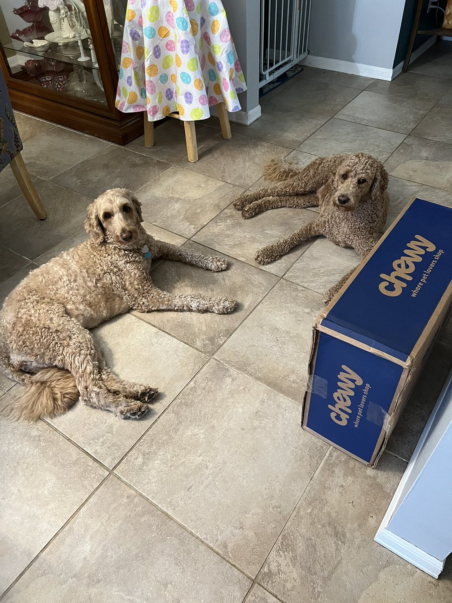Pistachio and Stella guard their Chewy box.  They eagerly await what is inside. #chewydelivery