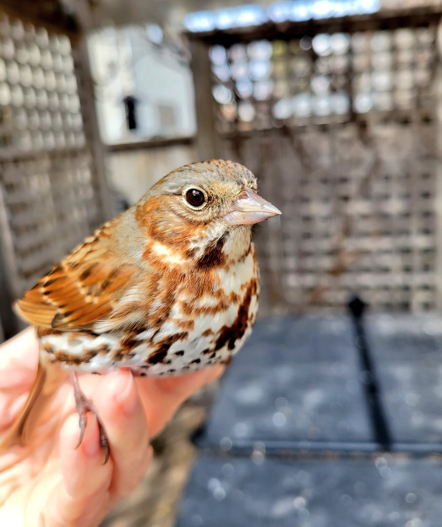 gaileckert's tweet photo. This little beauty had a run in with my window despite the reflective decals.
We spent some quality time together and discussed several pressing issues.
I saw him on his way when he took flight after a little rest.
#foxsparrow #tweetingaboutbirds #nature #backyardbirder https://t.co/yUqyO2RQVW