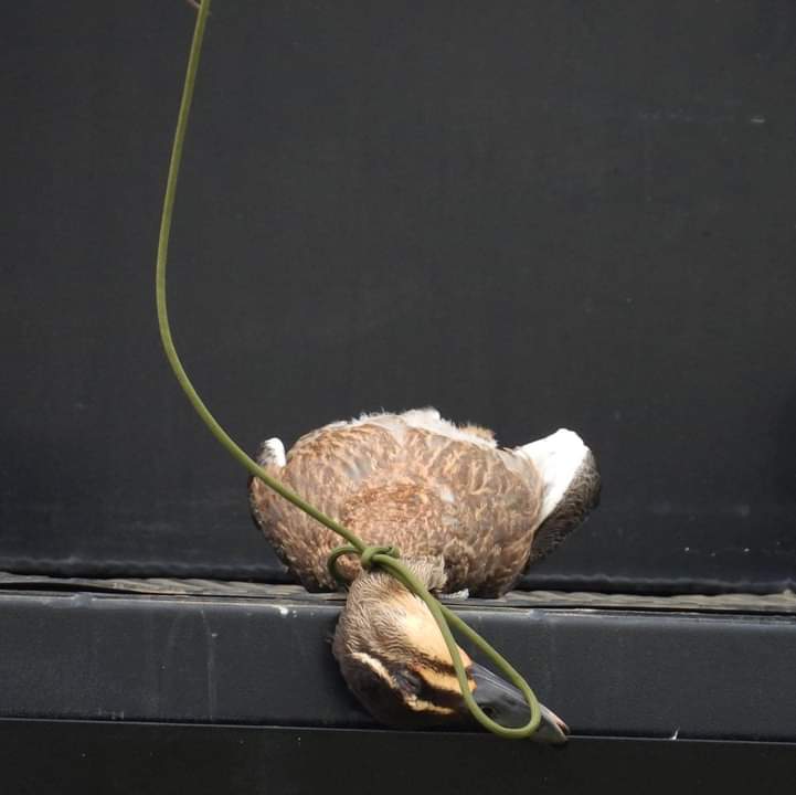 GeelongDuckRescue tweet media