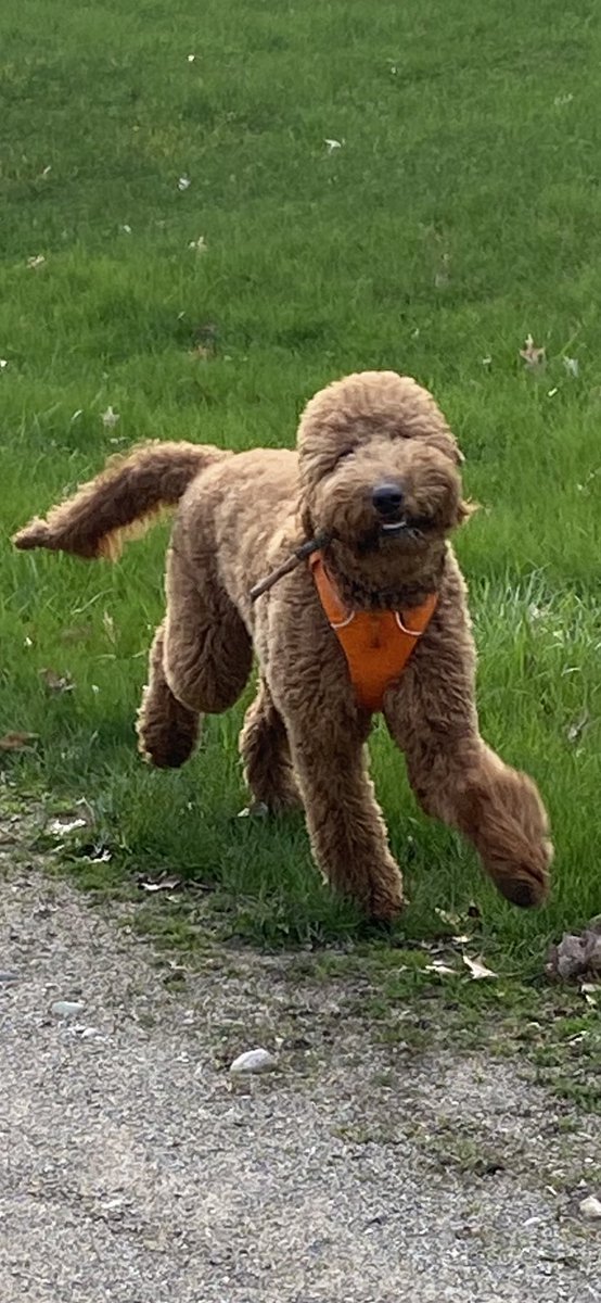 Prancer01862779's tweet image. Hi friends. I love taking walks with my mom and dad. I love the great outdoors and finding sticks. I love to run and sniff nature 💕#DogsofTwittter #dogs