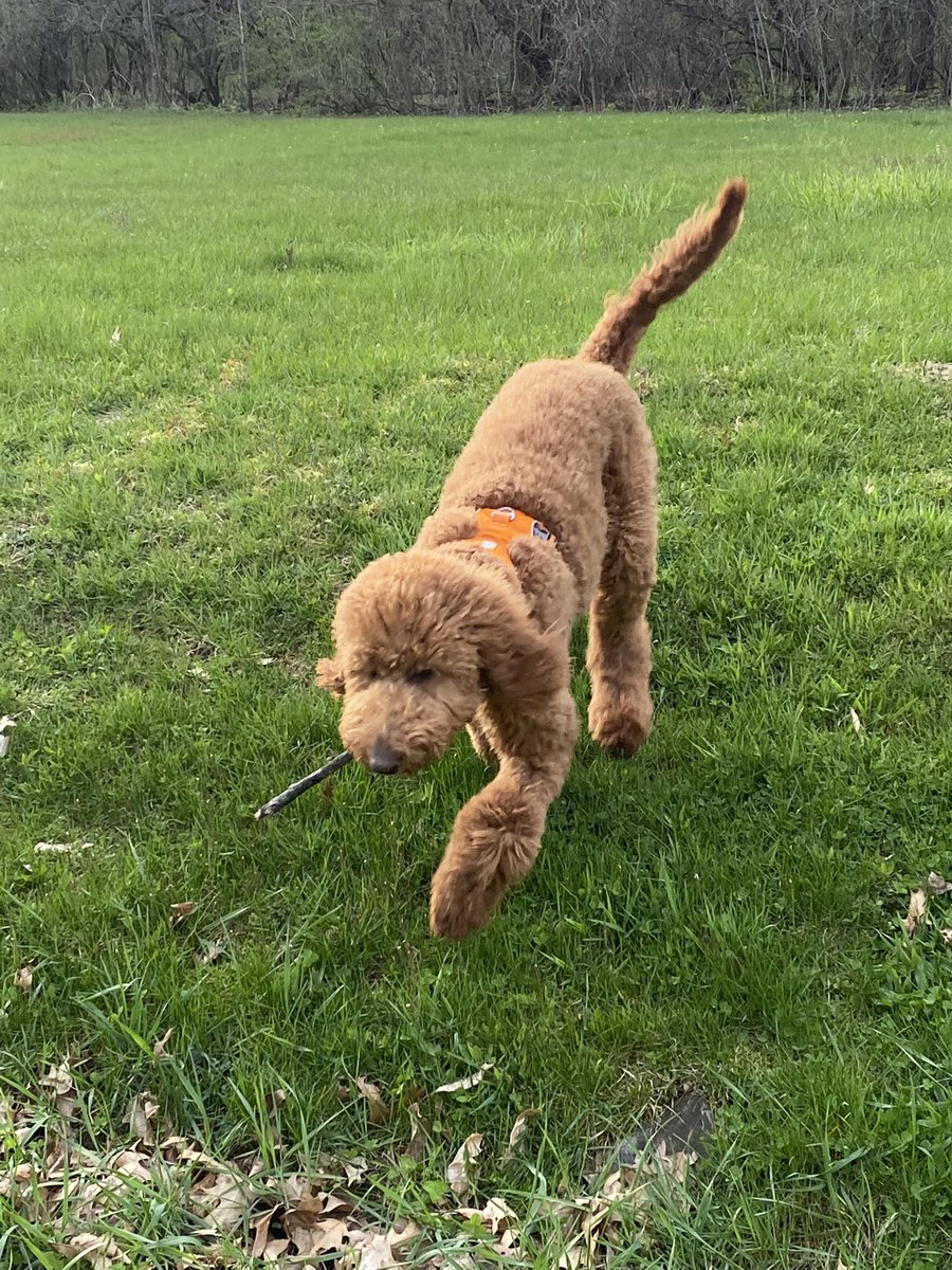Prancer01862779's tweet image. Hi friends. I love taking walks with my mom and dad. I love the great outdoors and finding sticks. I love to run and sniff nature 💕#DogsofTwittter #dogs