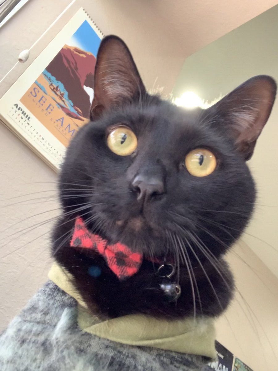 stinkthecat's tweet photo. selfee :3 https://t.co/2UapLBAXoz