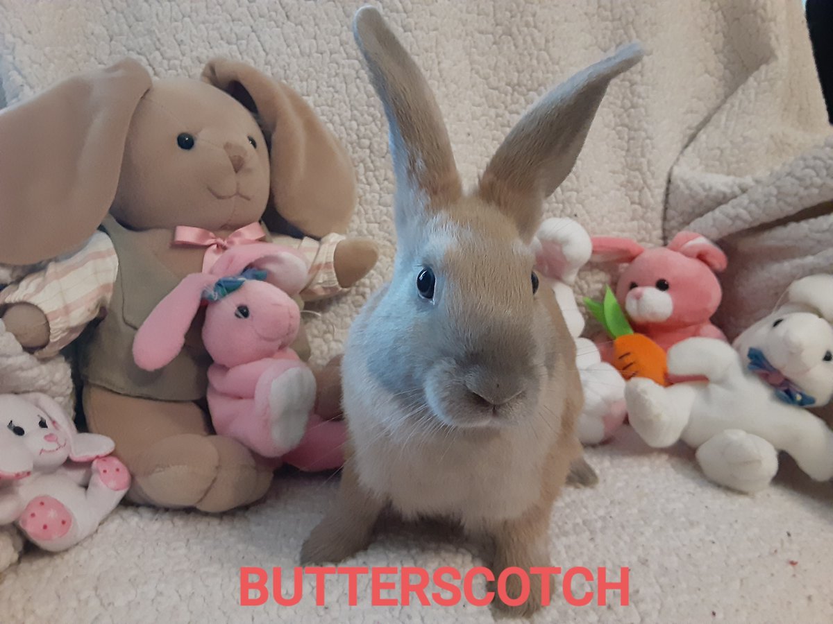 AdoptableBuns's tweet photo. Butterscotch is a playful, baby Cinnamon from #Pelzer, SC. https://t.co/MywQpBz43w https://t.co/QcgmRh6lCC