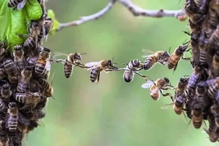 This bee-havior is called “festooning.”

Sometimes, when bees are working together on some serious honeycomb construction, they will link legs and festoon up as a means of working more efficiently.