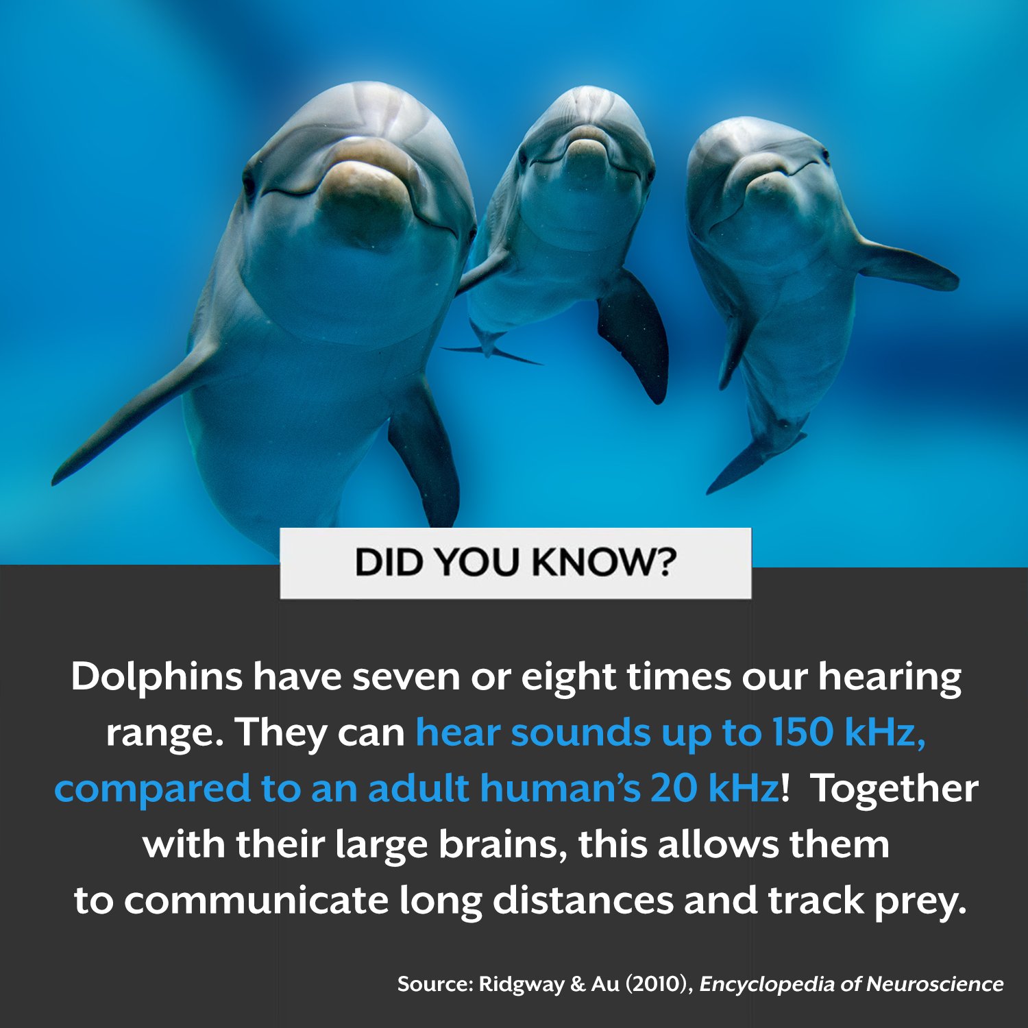 Starkey Australia auf Twitter: „Not only do humans have a much lower frequency range than dolphins, but high frequencies are often the first we lose when we start to develop hearing loss. Starkey Australia auf Twitter: „Not only do humans have a much lower frequency range than dolphins, but high frequencies are often the first we lose when we start to develop hearing loss.