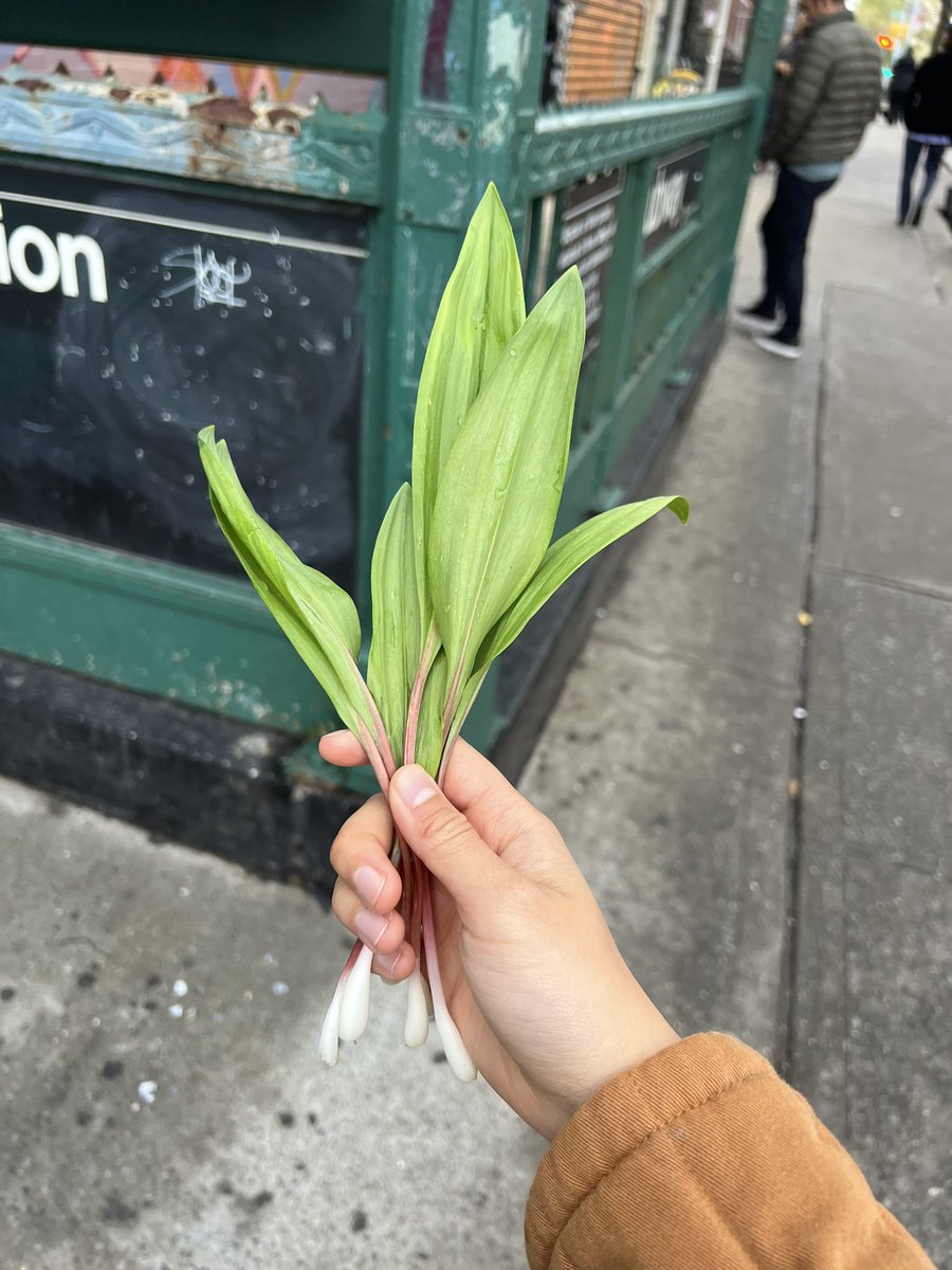 ran into a friend on the subway and he immediately handed me some freshly foraged ramps, because that’s what friends do