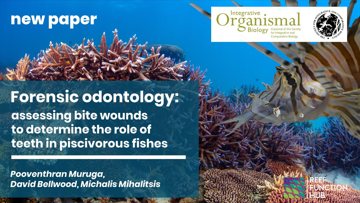 Reef Function Hub (@reeffunctionhub) on Twitter photo 🚨New #OpenAccess paper alert 🚨
<a href="/Pooven_Muruga/">Pooven Muruga</a>'s MSc #research is out now in <a href="/iobopen/">Integrative Organismal Biology</a>.
Following-up work by <a href="/MikeMihalitsis/">Mike Mihalitsis</a>, Pooven studied #morphology and #behaviour to ask: What do #fish #teeth actually do?
doi.org/10.1093/iob/ob…
Find out more: 👇
(1/6) 🚨New #OpenAccess paper alert 🚨
<a href="/Pooven_Muruga/">Pooven Muruga</a>'s MSc #research is out now in <a href="/iobopen/">Integrative Organismal Biology</a>.
Following-up work by <a href="/MikeMihalitsis/">Mike Mihalitsis</a>, Pooven studied #morphology and #behaviour to ask: What do #fish #teeth actually do?
doi.org/10.1093/iob/ob…
Find out more: 👇
(1/6)