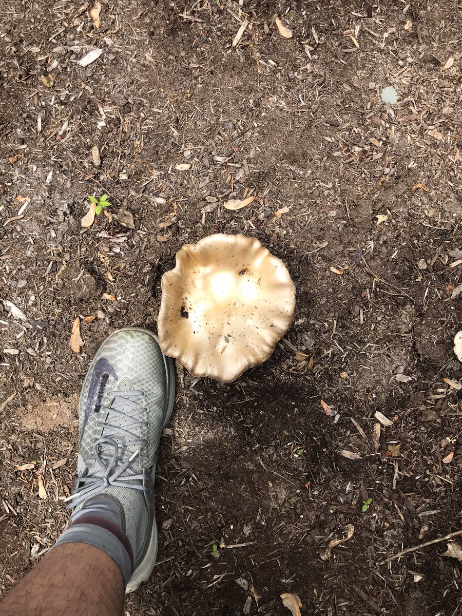 Bigfoot155's tweet photo. https://t.co/GiuRFoclKg