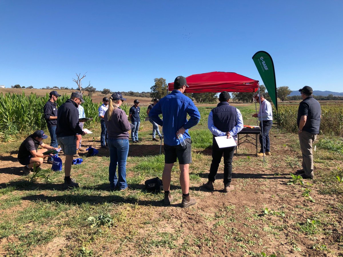 #BASF #NRI Junior Agronomy training kicked off today at our Tamworth farm. Russ, Georgia and the team are showing off our latest trials and explaining the in's and out's of trial work #confidencegrowshere