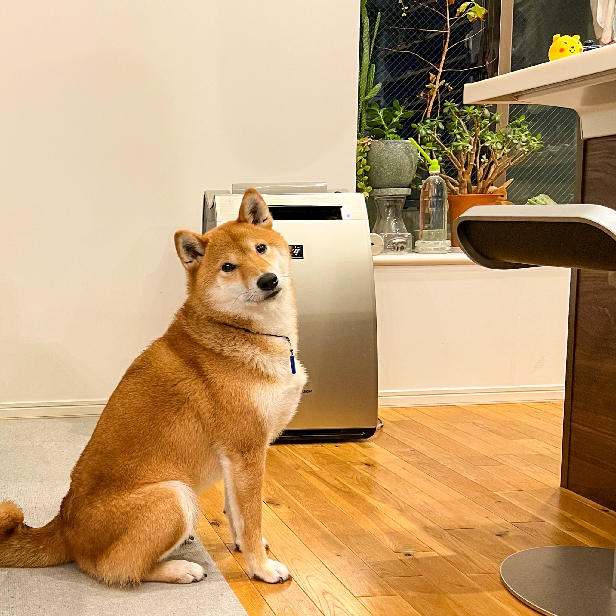 黄色いクマ - Search / X