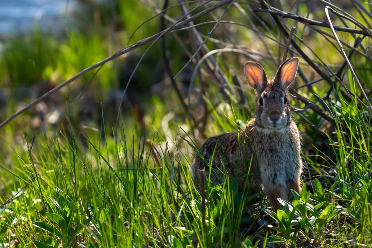 DrBryanBlack's tweet photo. In a desperate attempt to revive my #hobbies, I'm committing to post at least one new photo per week. #Thankful for twitter's format. This commitment will be buried beneath 2,000 Gatorlyte promotions before I fail in 7 days. #NaturePhotography https://t.co/gKhhRwFtT9