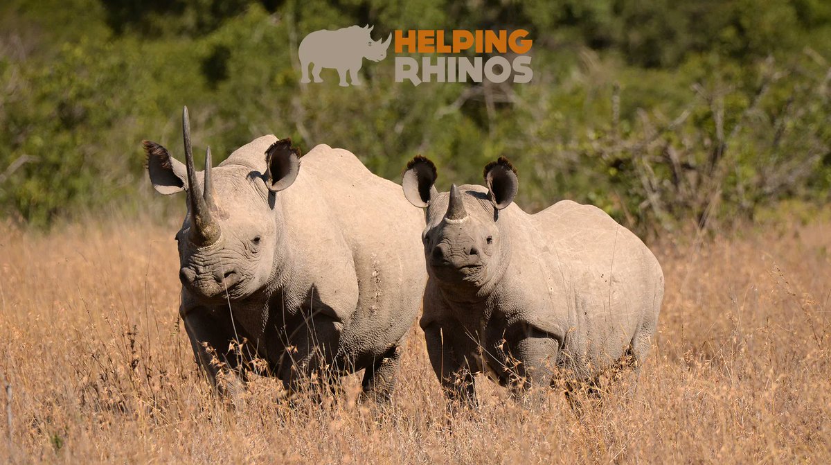 RhinoHub's tweet image. Want to help save the rhinos? @HelpingRhinos does incredible work to save our favorite species. Consider donating or adopting a baby rhino! buff.ly/2JLn81h
.
.
.
.
#savetherhino #getdungdone #Rhino #rhinos #DoingGoodTogether
