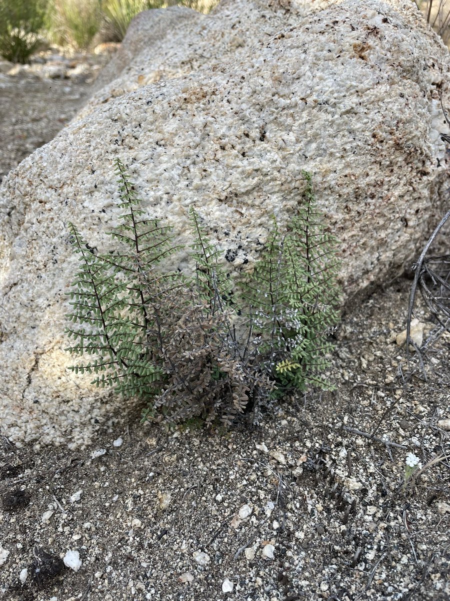Jacques Cousteau once said, “People protect what they love.” Let’s go out and reignite our love for nature! 

Quiet your #mind, connect to #nature, establish #roots. 🌵 #naturetherapy 🍁 #foresttherapy 🌳 #forestbathing 🌴 #naturebathing 🌻 #shinrinyoku 🌲 #rootsconnect 🌺