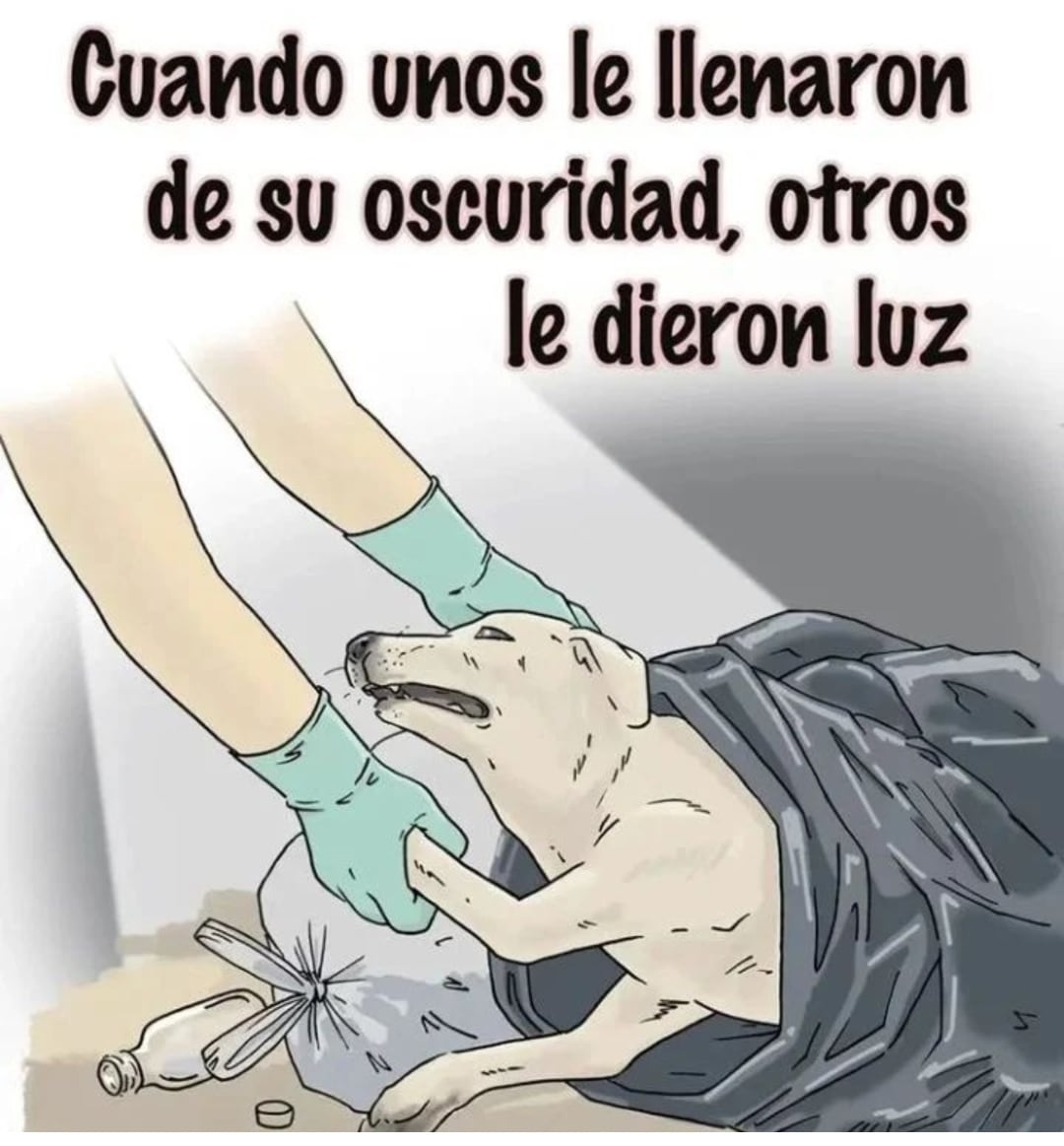 ImProAnimal's tweet photo. Ayúdalos! No seas indiferente. 🙏🐾♥️ https://t.co/Og5gm338Ah