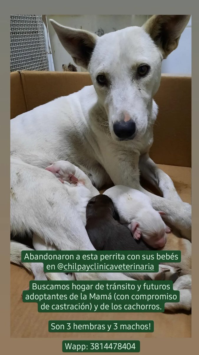 Este hijo de mil puta dejo a esta Perrita con sus 6 cachorros recien nacidos en la puerta de Vet. Chilpay.
Se agradece informacion si alguien lo reconoce y difusion para encontrar adoptante 😭
