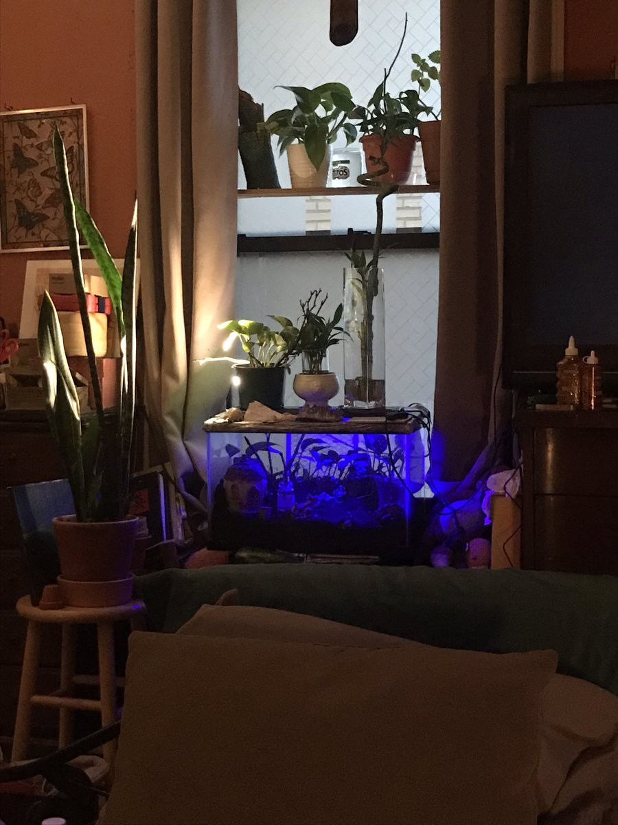 BerylBDesigns's tweet image. #NYC #Brooklyn #plantsoftwitter #plants #apartment #blessed @lovely_plot @vicky_whedbee @BambooParadise