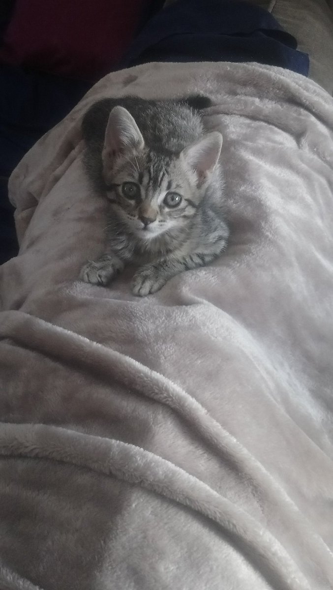 <a href="/LordGatus/">Lord Gatus</a> Sigue esperando por su familia... Segura de que la adoptarán.