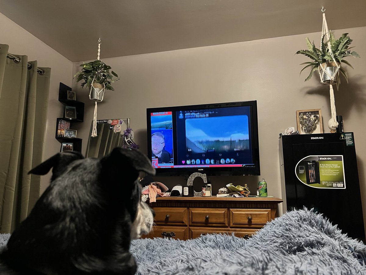 bownesies's tweet photo. @ryanhallyall Hank is super interested in supercells 🙃 https://t.co/h6lTWTbOfx