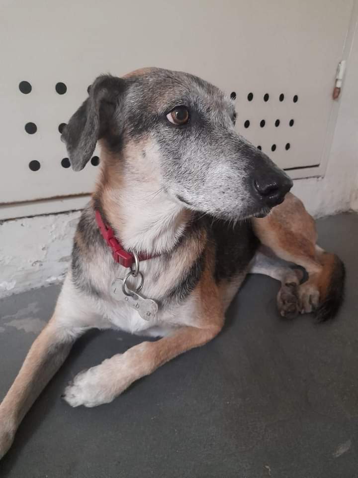 🔴BUSCANDO A LOBA!! se perdió el 29/04/22 en villa del parque , hoy fue vista a las 8:30 am por las calles chivilcoy y Gualeguaychú “DEVOTO” es muy asustadiza y no se deja tocar, por eso todabia no la pudieron retener, si la ven pueden llamar o enviar wasap al 
👇👇👇