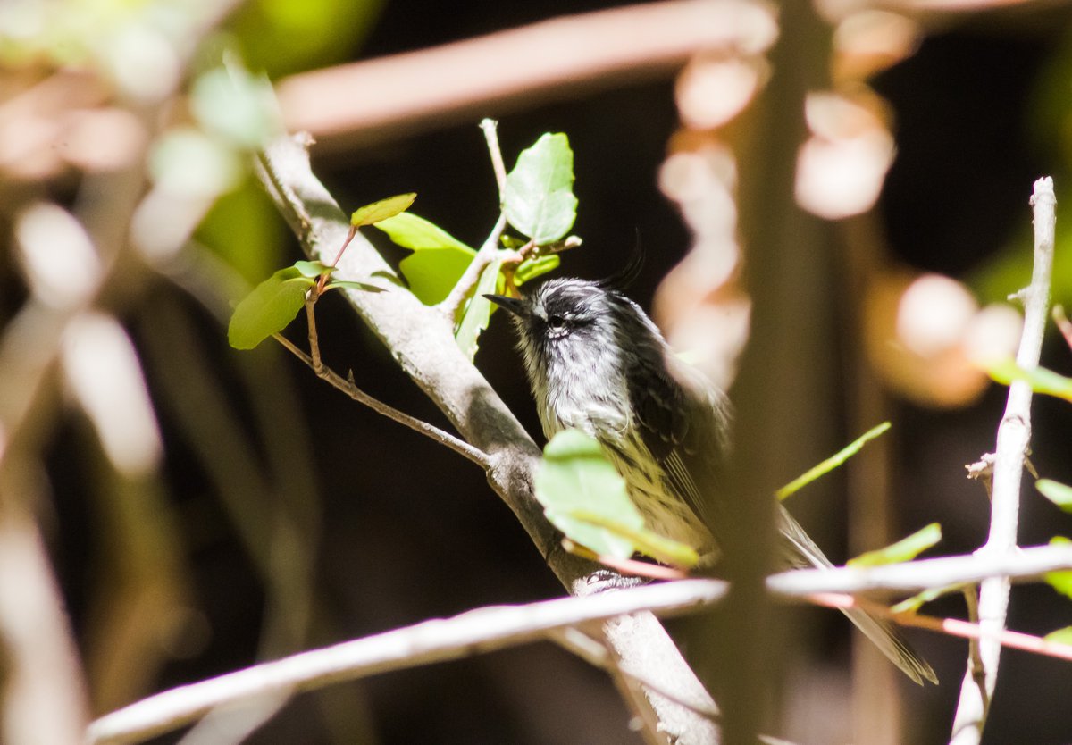 Malucheitor's tweet photo. Un cachudito que se dejó retratar 💜

#aves #aveschile #pajareando #fotos #foteando #canon #canonistas #birds #birding #birdsphotography  #naturephotogography
@inaturalist @Team_eBird @ROC_CL https://t.co/KC5RfU6ZSA
