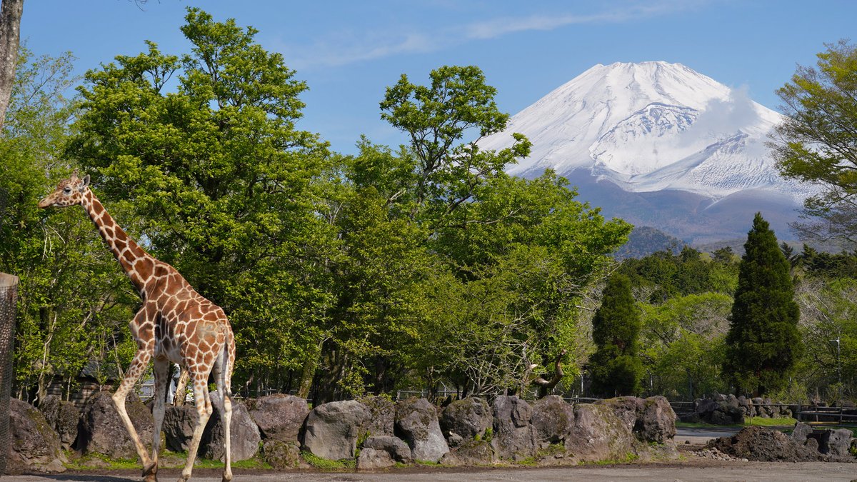 ／ 今朝の富士サファリ 🦒🗻🚗 ＼ 富士山を見ると、五合目から山頂までが「真っ白」になっていました！！今日は日差しが強いので、みるみる溶けていってしまうと思いますので、今だけしか見られない景色