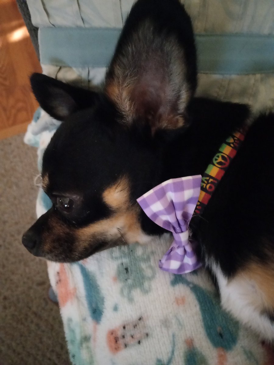 LisaSheahan5's tweet photo. Since he spent Easter in the ICU cup he ate berries in the backyard, #EasterBowTie https://t.co/9WllY0EBJM