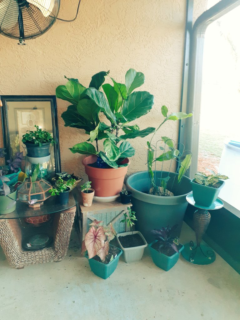 propgationation's tweet image. 🌼🍃🍀☘🌻
#NationalGardeningWeek