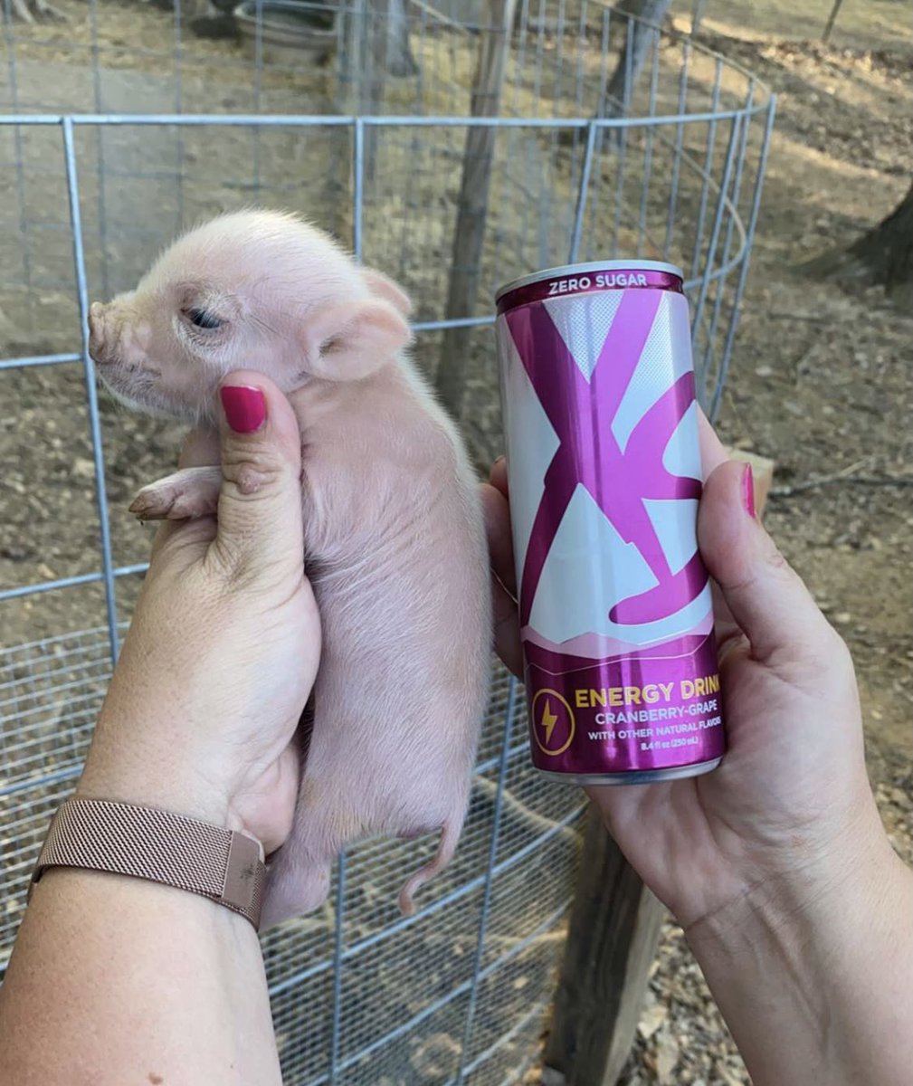 Spring piglets the size of an XS! <a href="/xsnation/">XSNation</a>