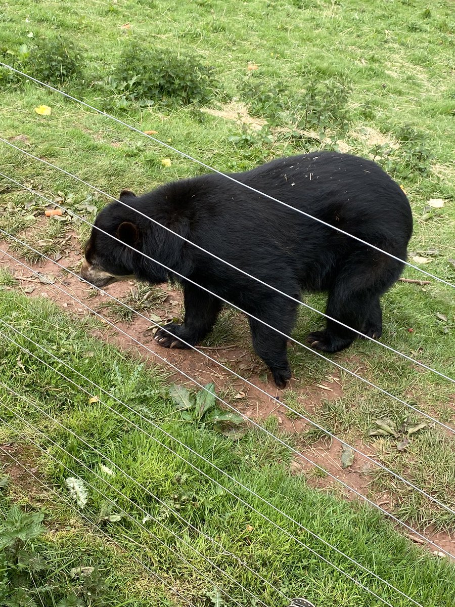 _Laura91_'s tweet photo. We loved looking at all the animals and learning about them at the zoo 🐯🐻🐒  @PeelparkClass3 https://t.co/4VYABBOQZD