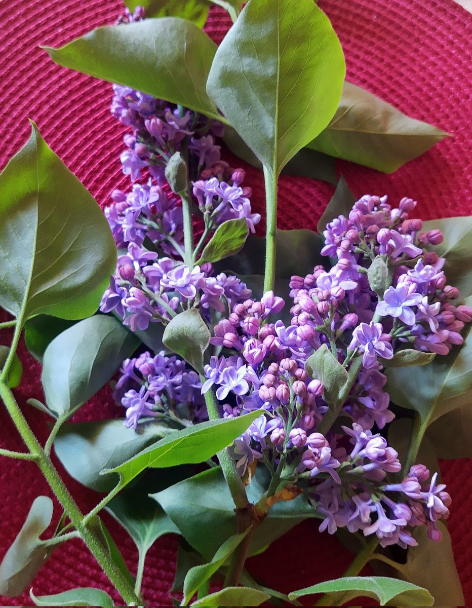 ion_dd's tweet image. Łupy.
#szaber
#bzy
#fiolet💜