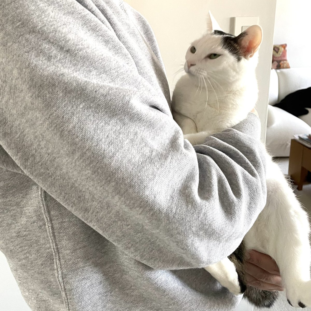 抱っこが苦手な猫さんの連休恒例 もはやアートのような 抱っこ拒否 力強くて趣がある やりすぎると後ろの絵のようになる Togetter