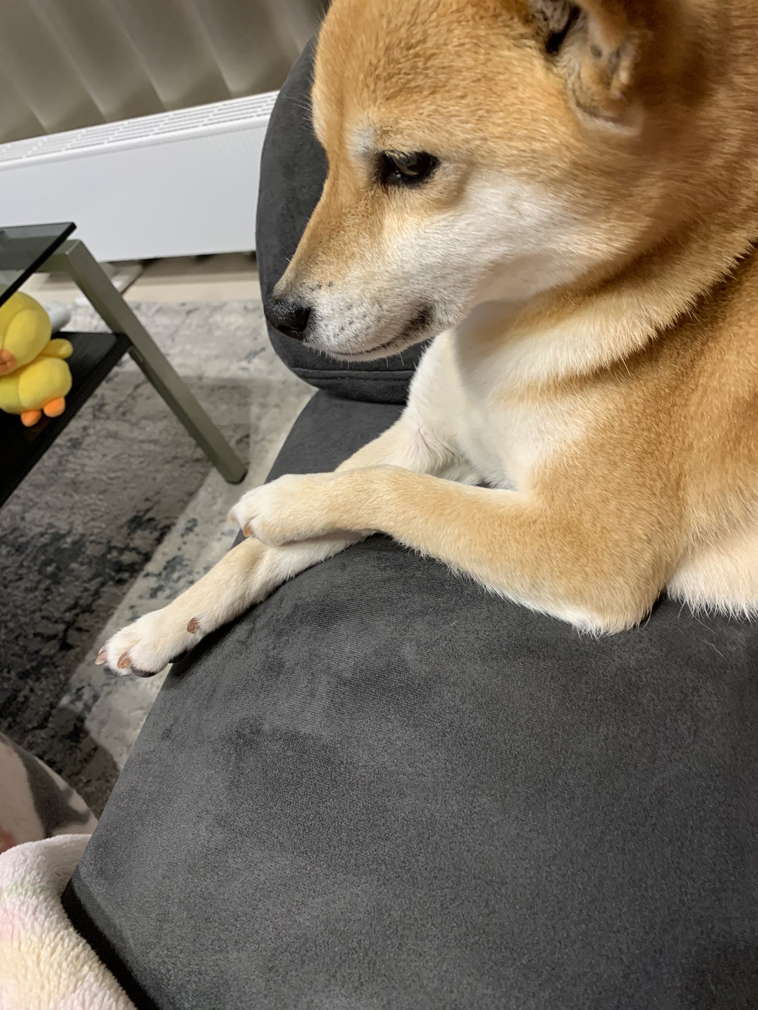 تويتر Mameshiba Misora على تويتر 柴犬 豆柴 保護犬 犬 面白 可愛い 雨 T Co S3r6ecycax