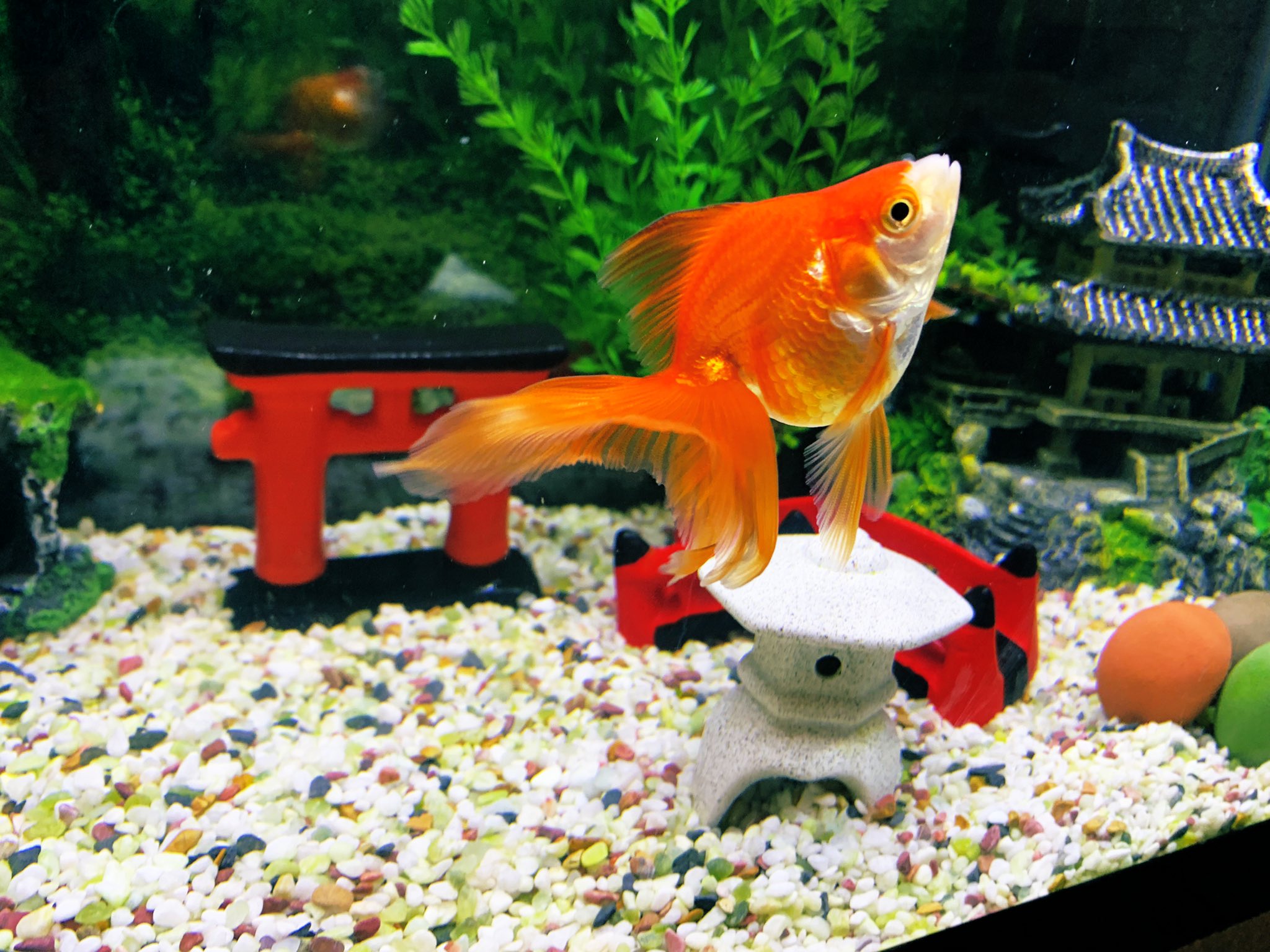 金魚飼育初心者 Twitter Search Twitter