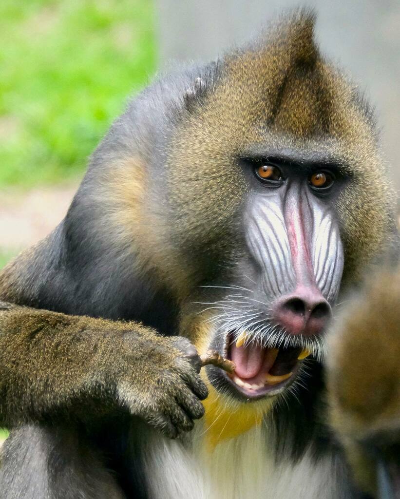 Columbus Zoo, April 2022. Fujifilm X-T4 w/ XF 100-400mm + 1.4x Teleconverter rented from @mpex_photo_video 

#fujifilm #fuji #fujixseries #fujixt4 #xf100400 #fujifilmxseries #zoo #columbuszooandaquarium #mpexrentals #wildlifephotography #wildlife #wildan… instagr.am/p/CdE5vfdN5mA/