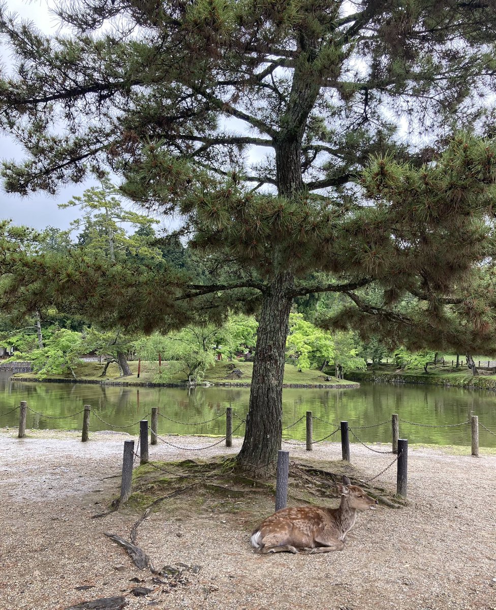 Az7Xh's tweet photo. 昨日夜に無事奈良カブから帰ってしました。関東-関西は流石に長旅だった🥱2泊3日だとスケジュールかつかつであんまりゆっくり滞在できなかった💦あと山越え多かったな…⛰次どのかのカブミ行ったら今度は私のプコブルーも並べたいな😢初めてバイクとフェリー乗ったり良い経験でした！ https://t.co/A40QAMuHFM
