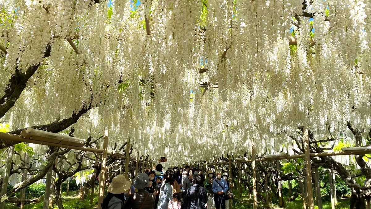 ashikaga_flower's tweet photo. 白藤のトンネルは満開継続中‼
きばな藤も見頃を迎えました！

◆園内の様子はコチラから
https://t.co/sopYfC9ZRy
◆オンラインショップもぜひ(^^♪
https://t.co/PaRnv4Oqu7
◆4/29～5/5の期間、交通規制が実施されます。
詳細はコチラから
https://t.co/grCTTOhzcb

＃あしかがフラワーパーク https://t.co/VIB0dxiza9