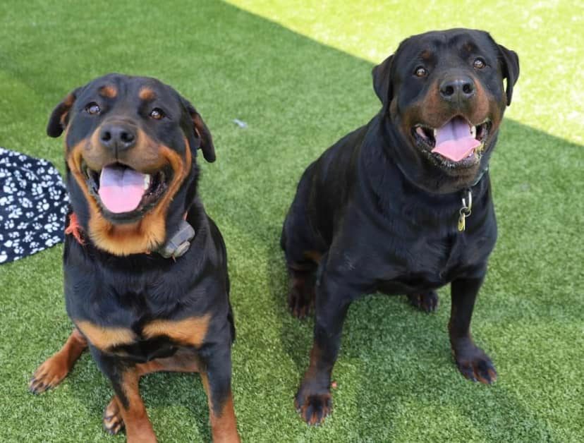Our dynamic duo are ready to meet a great family - is it you? #Rottweiler #BondedPair #AdoptDontShop #FostersSaveLives #RescueDogs #RESCUE #DogsofTwittter #RottweilerLove #adoptables #AdoptableDogs