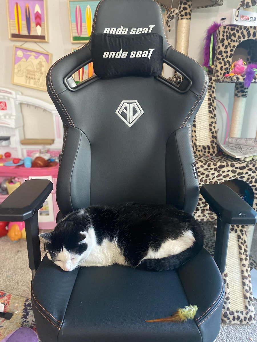 JunaeBenne's tweet photo. Someone thinks the @andaseatchair Kaiser 3 is comfy 
😻 - @thatcat_pluto 
https://t.co/cdGpZXCqwR https://t.co/MMqV5Uo1sK