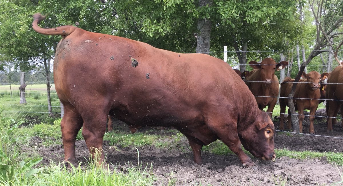 PrimariusReds's tweet image. In celebration of Gunner 144B during his time in Georgia.