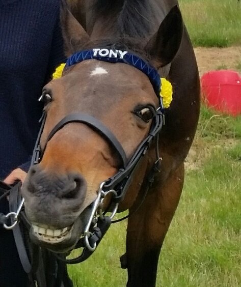 TonyPonyPie's tweet photo. @Subwoolferband what is your thoughts about horses please?

and can i be a backing horse for your performance. ty. https://t.co/vAUCJ7Helo