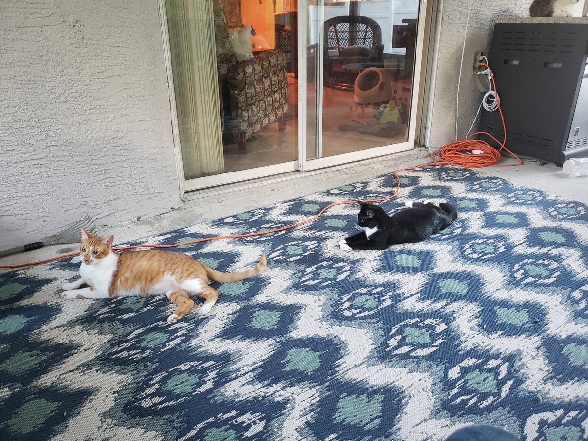 SnarkyWarlock's tweet photo. @ellle_em Each the last of their litter at our vet's office. https://t.co/lebZ0Oc3jq