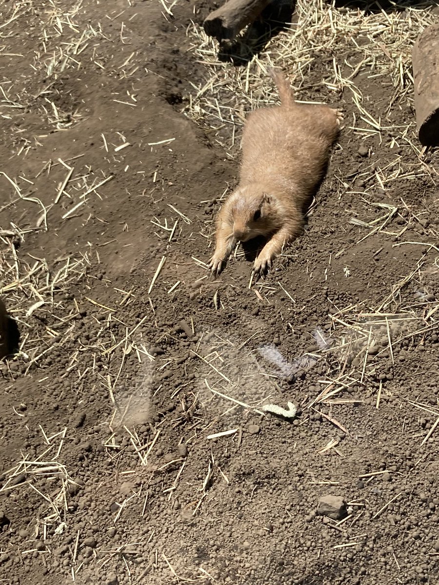 これがほんとの五体投地 カズのイラスト